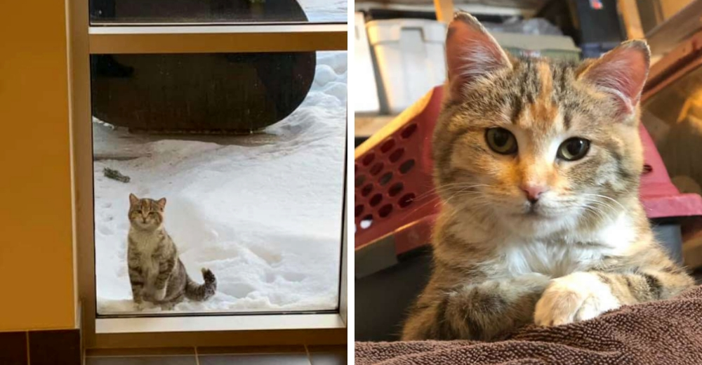 Un gatito a punto de perder la vida congelado llega sin saberlo hasta una estación de bomberos