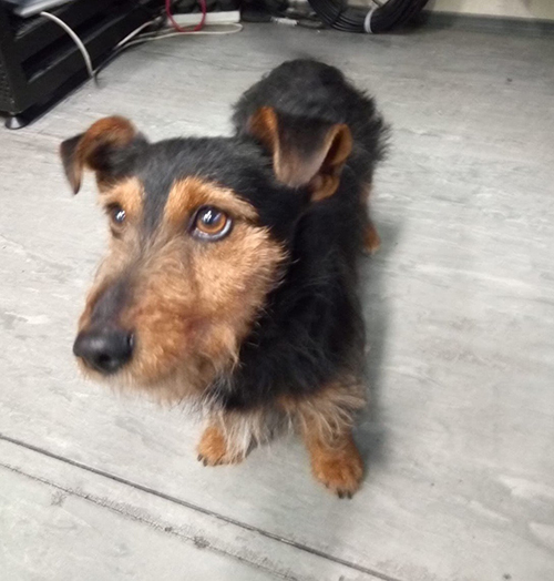 Hamish Irish Terrier en Dublin