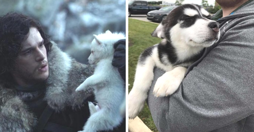 El triste destino de los perritos husky tras la fiebre de los fanáticos de «Juego de Tronos»