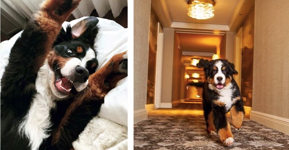 Un hotel tiene su propia mascota residente que se acurruca con todos los huéspedes