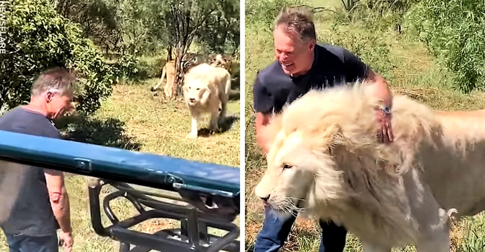 El insólito encuentro cara a cara entre una familia de leones blancos y un grupo de turistas