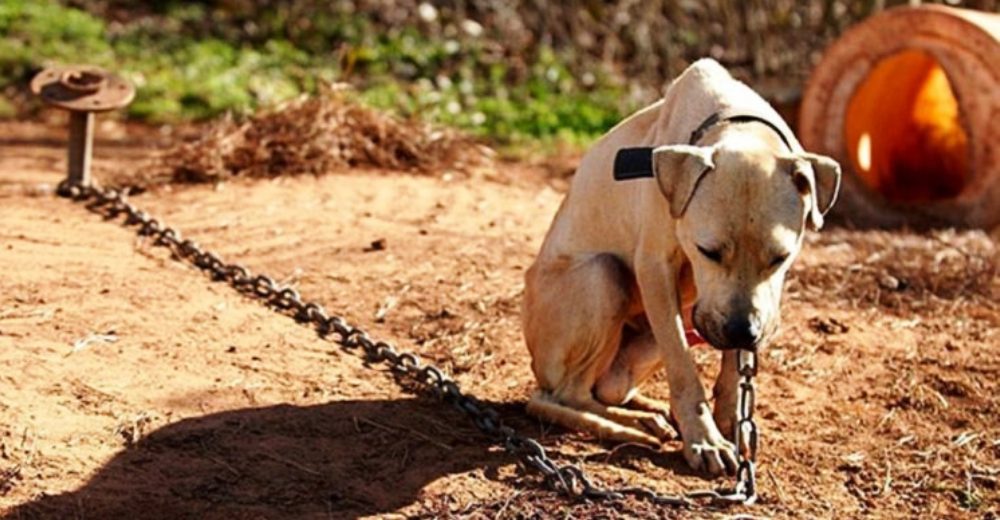 Aprueban una ley que considera la maldad animal como una falta grave y se pagará tras las rejas