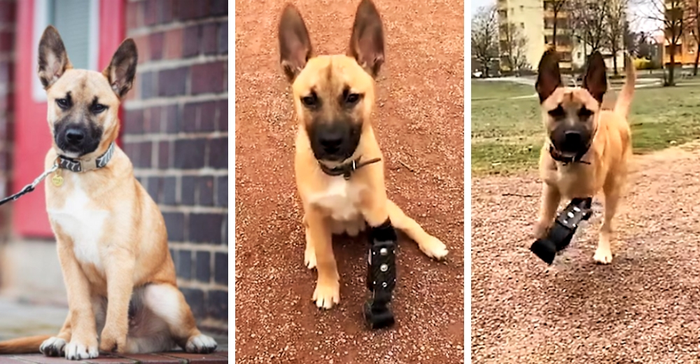 El emotivo momento en que un perrito rescatado recibe la prótesis que tanto esperó