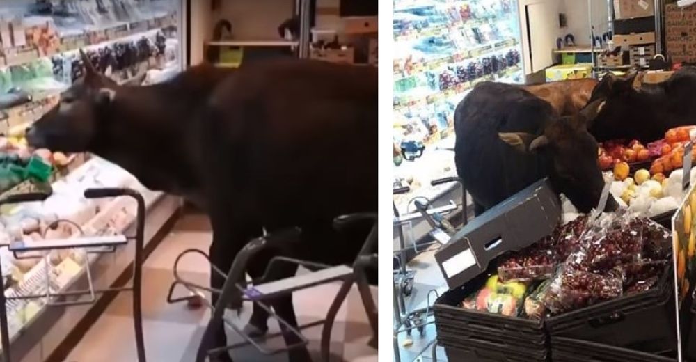 Una pandilla de vacas invade una tienda y devoran todos los vegetales