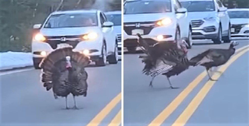 Un pavo toma el papel de Guardia de Cruce para asegurarse de que sus amigas lleguen al otro lado