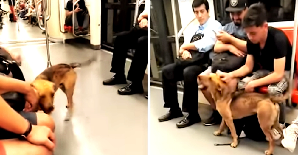 Un perrito se pierde en un metro concurrido y los pasajeros reaccionan