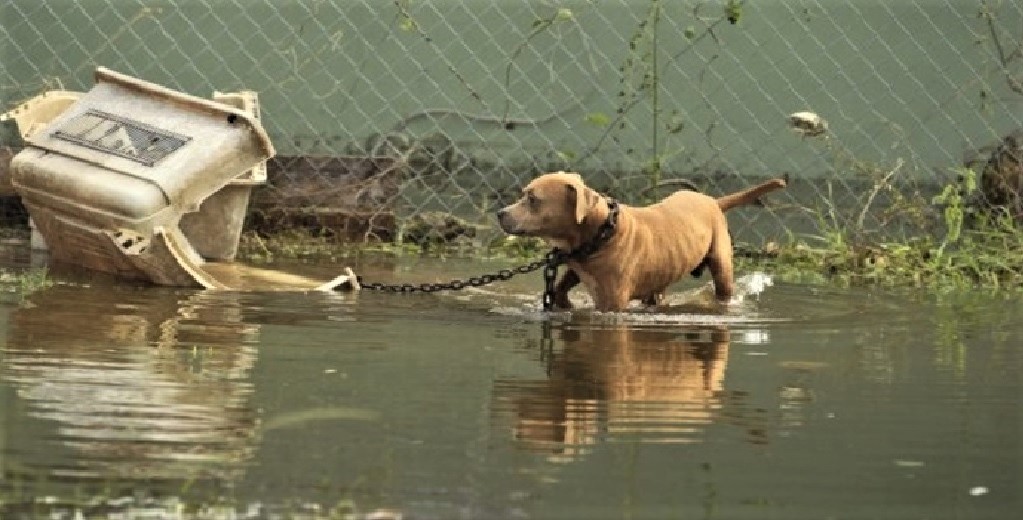 Una nueva ley hará que sea ilegal abandonar a los perros en medio de un desastre natural