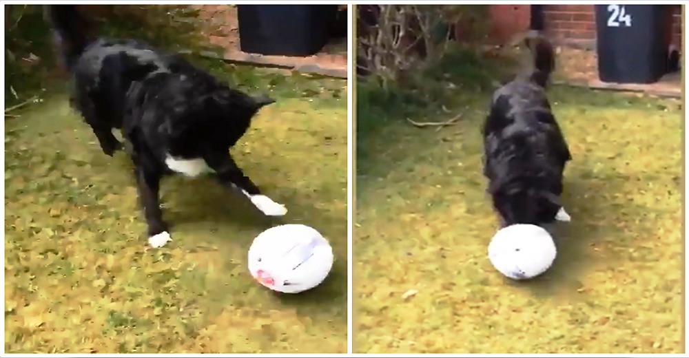 Un perro no permite que el cartero entregue el correo a menos que juegue fútbol con él