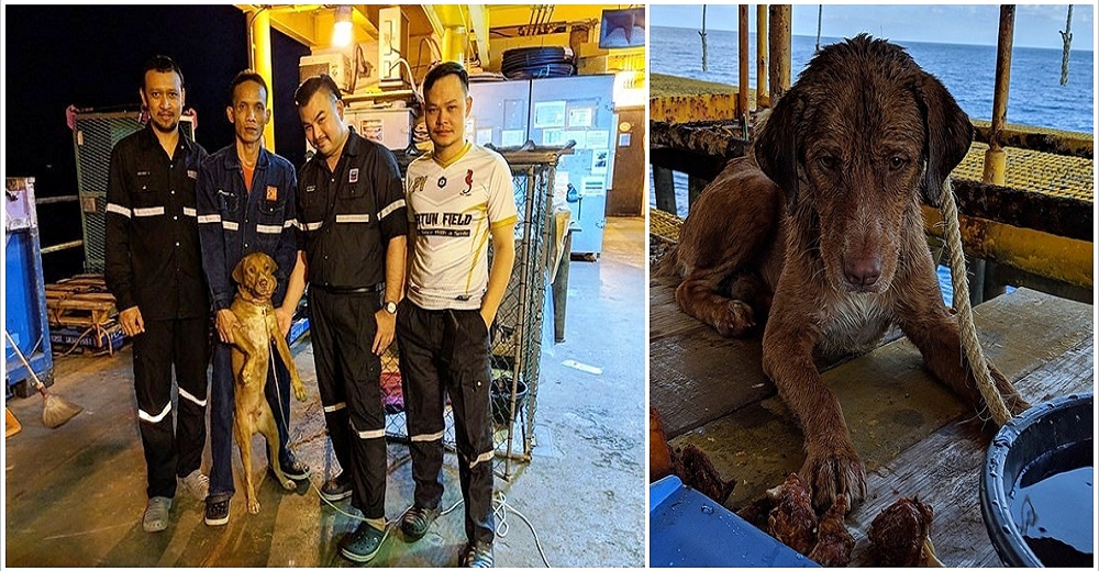 Trabajadores petroleros en altamar alcanzan a ver unas patitas sobresaliendo entre las olas