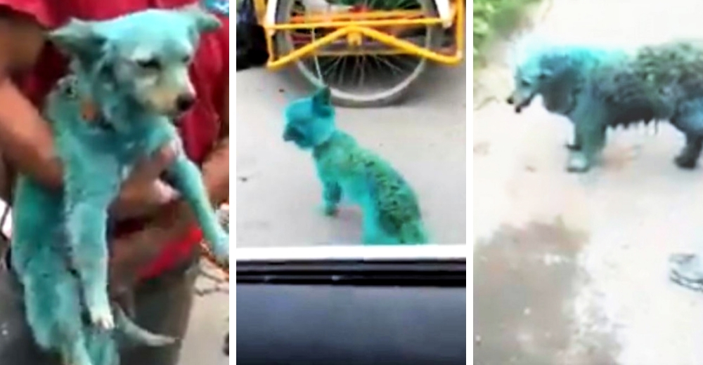 La nueva y peligrosa moda de pintar a los perritos de color verde indigna a las redes