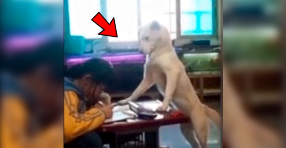 Perrito vigila a su pequeña humana para que realice sus tareas y no se distraiga con el teléfono