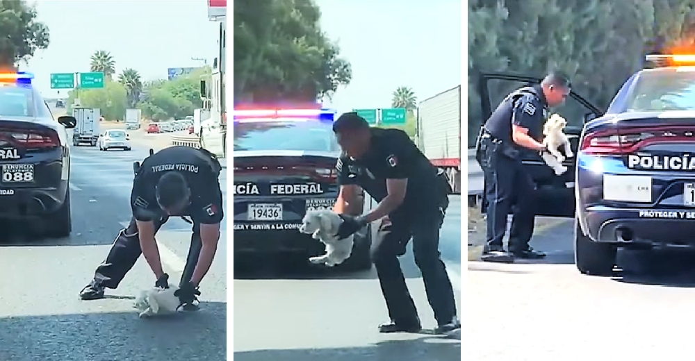 Un policía arriesga su vida para rescatar a un indefenso perrito en una peligrosa carretera