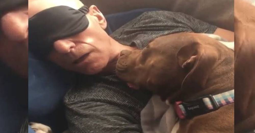 El actor Patrick Stewart adopta una hermosa pitbull que no puede parar de sonreírle