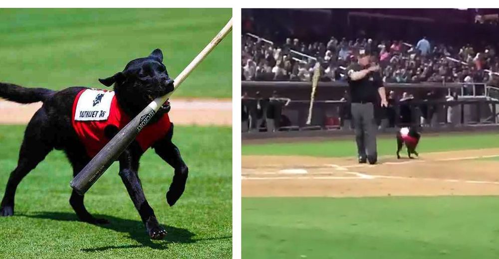 Fanáticos abuchean al árbitro de béisbol por ser  grosero con la hermosa mascota del equipo