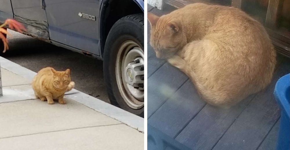 Un gatito se aparece en el porche de esta mujer y decide que nadie lo moverá de ahí