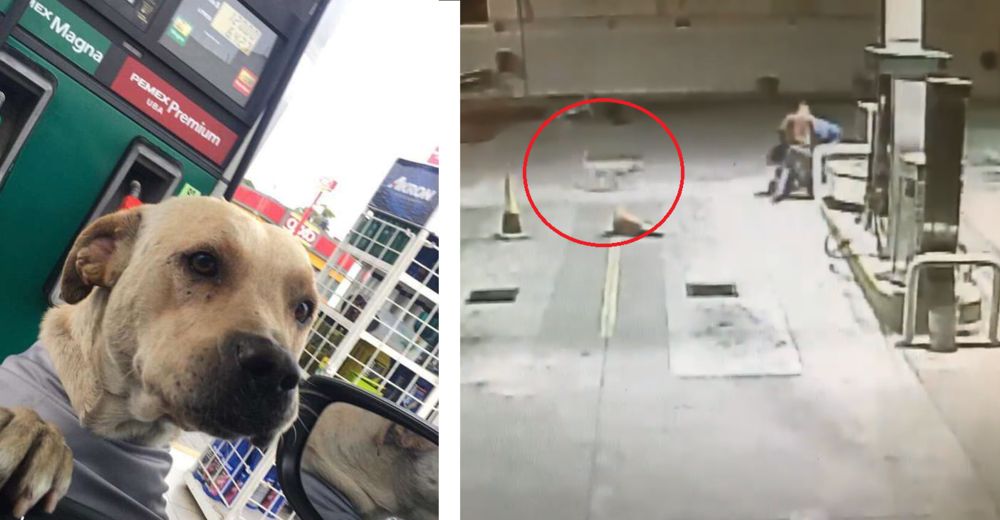 Adoptan a un perrito callejero en una gasolinera y arriesga su vida por defenderlos de un ladrón