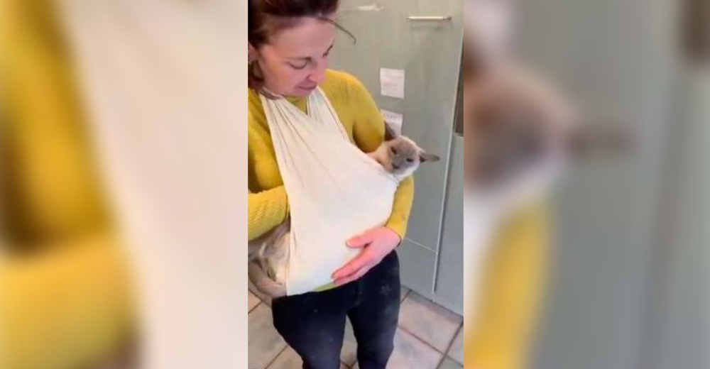 Una familia crea un arnés especial para que su gato con artritis se sienta querido