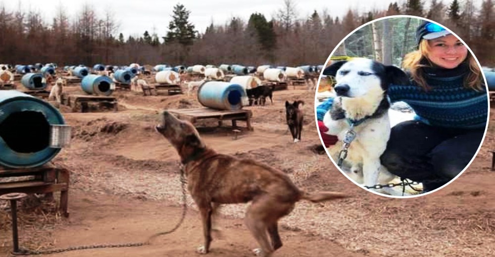 Él logró escapar para enseñarnos la terrible realidad que cientos de perros siguen enfrentando