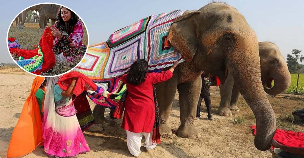 Mujeres artesanas tejen suéteres gigantes para proteger del frío a elefantes rescatados