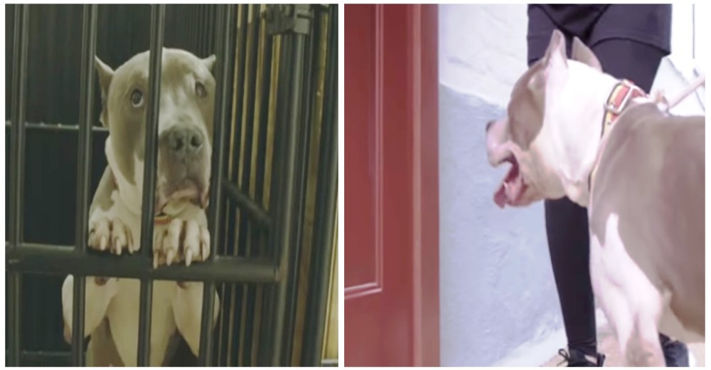 Un pitbull anciano y descuidado logra tener una familia y entra en un hogar por primera vez