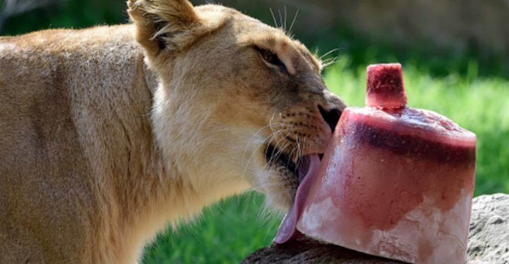 Un zoológico encuentra la solución para refrescar a sus animales en el calor: helados para todos