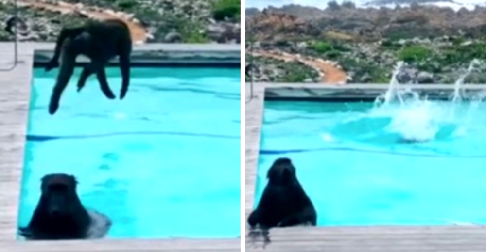 Traviesos babuinos salvajes invaden la casa de un hombre y hacen fiesta en la piscina