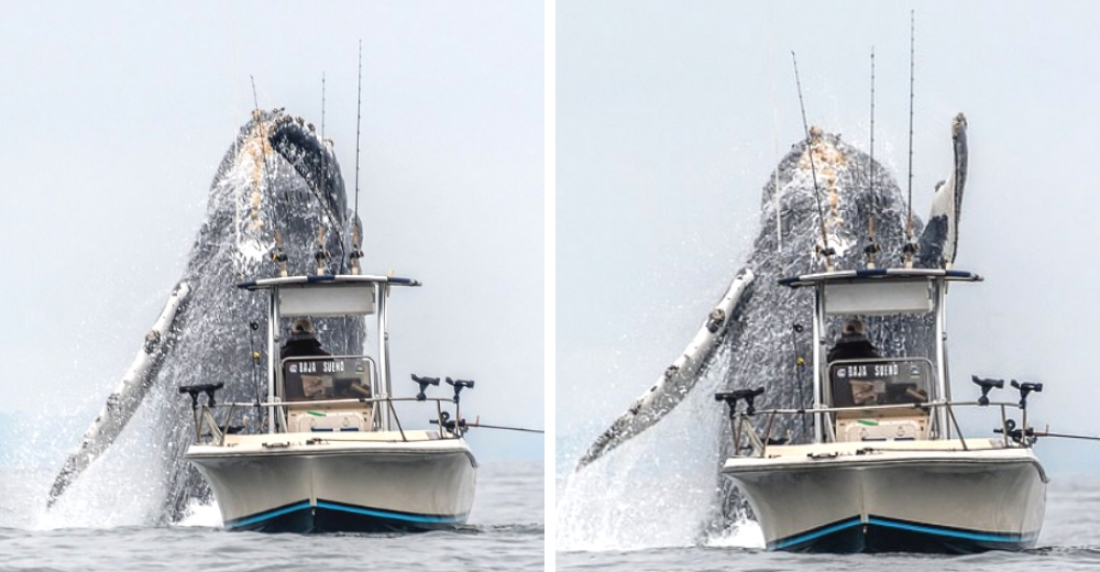 Una gigantesca ballena jorobada salta al lado de un pequeño bote ante el asombro de un pescador