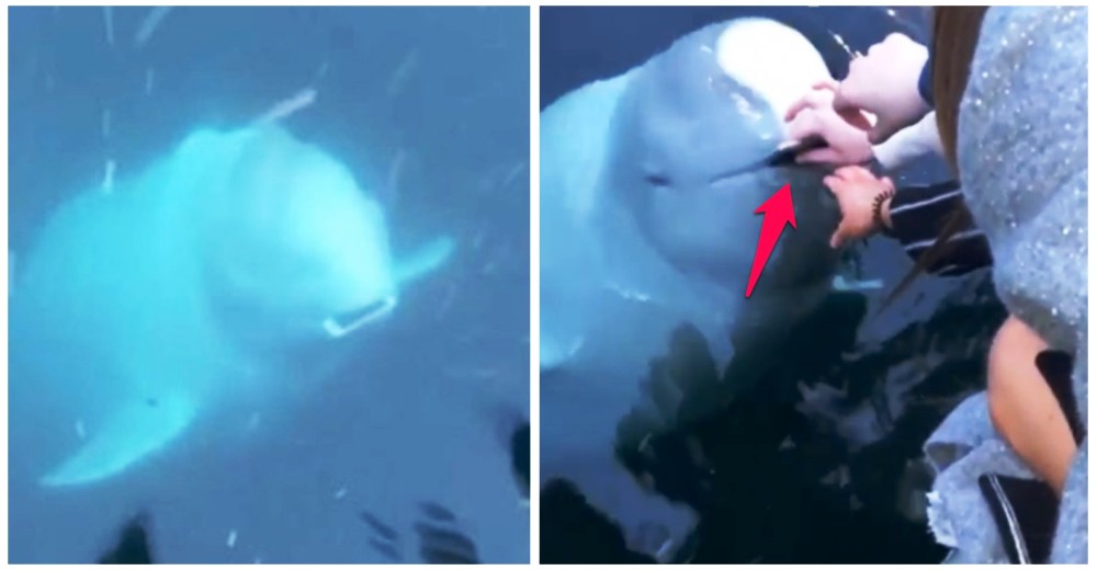 Una considerada ballena beluga devuelve el teléfono de la mujer que accidentalmente cayó al mar