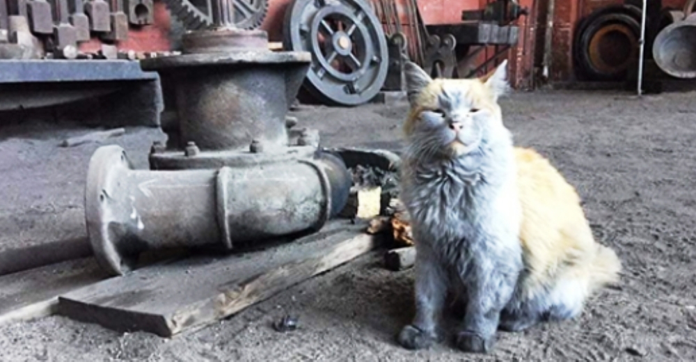 Gatito ferroviario siempre parece necesitar un baño, pero su sola presencia enamora a millones