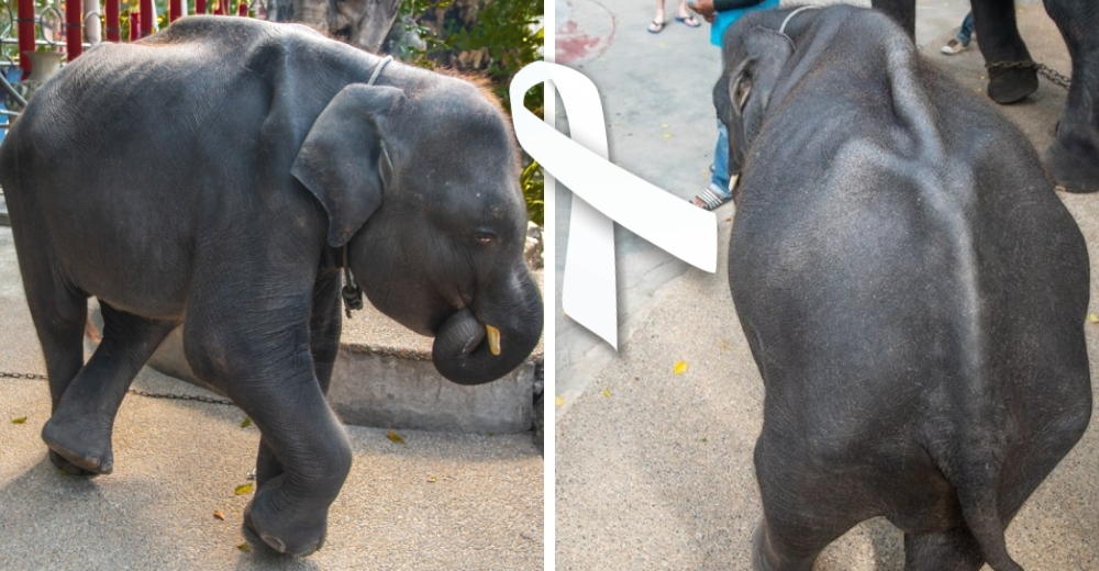 Dumbo de la vida real: Muere tras una larga agonía por los trucos que hacían con él en un circo