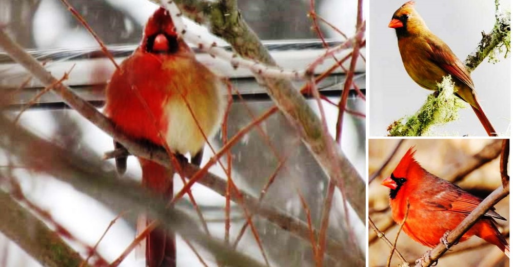 «La vi y pensé:¡Madre santa!»-Una particular ave visitó su patio, era mitad macho y mitad hembra