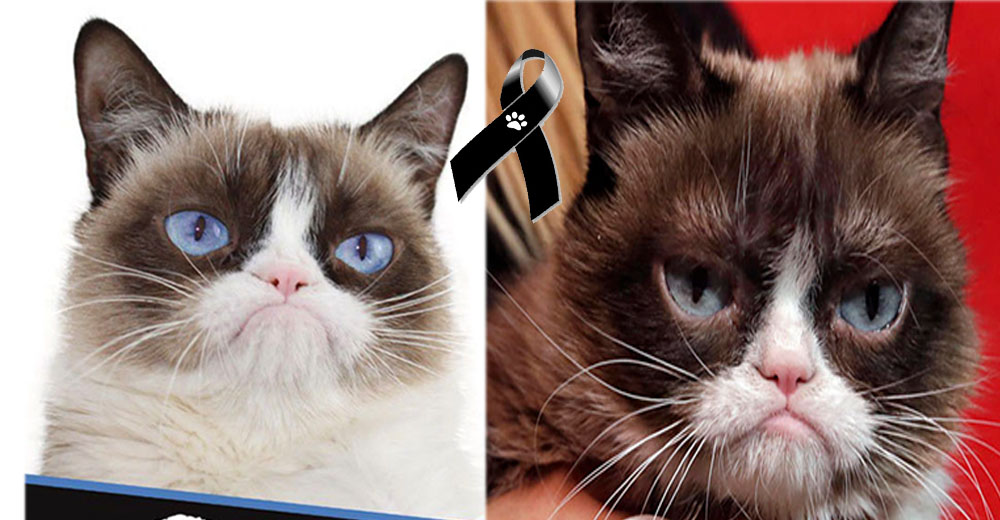 El mundo llora la partida de «Grumpy Cat», la famosa gatita gruñona de los memes de Internet