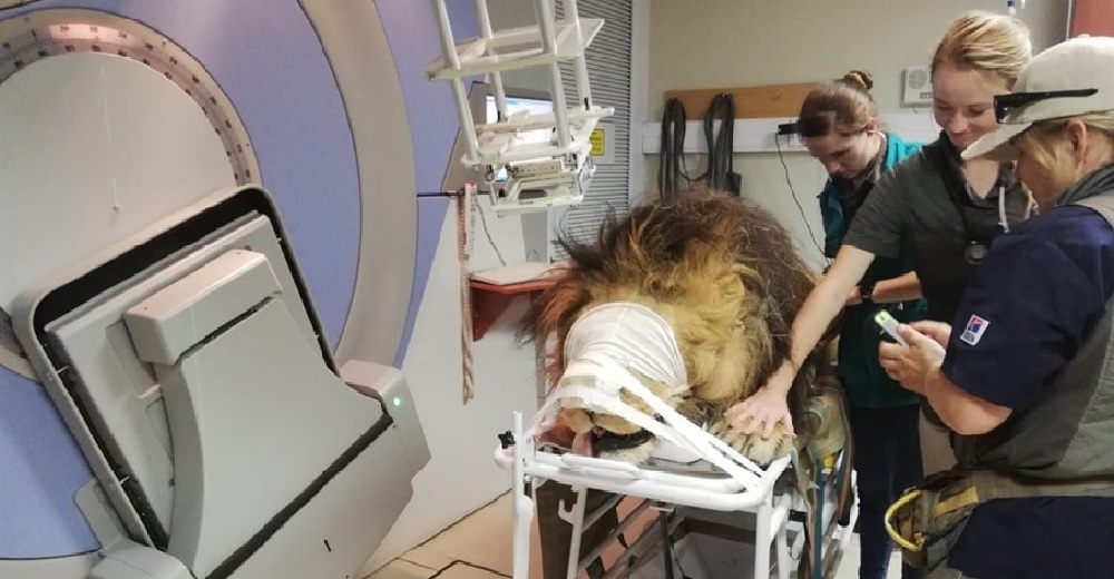 Veterinarios y oncólogos tratan a un enorme león con cáncer en un hospital humano