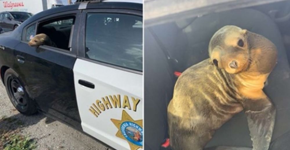 Un oficial de policía «detiene» a un león marino por invadir sin autorización una autopista