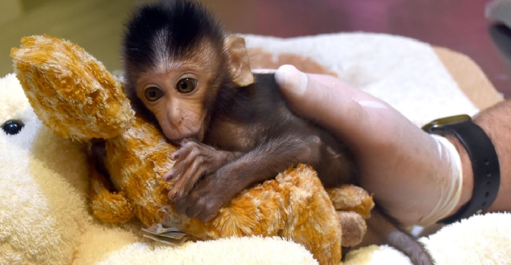 Macaco bebé rescatado está tan nervioso que se chupa el pulgar y no suelta su jirafa de peluche