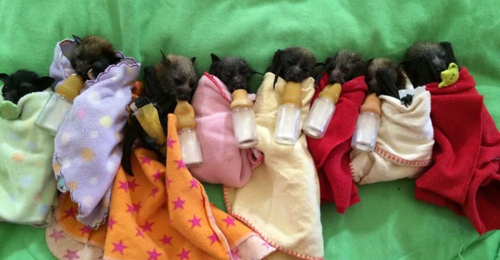 Un hospital entero se desvela por proteger y llenar de mimos a estos murciélagos bebés