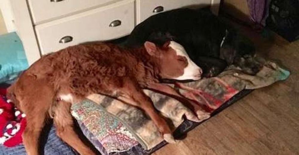 Una ternera rescatada encuentra que el mejor lugar para dormir es la cama del perro