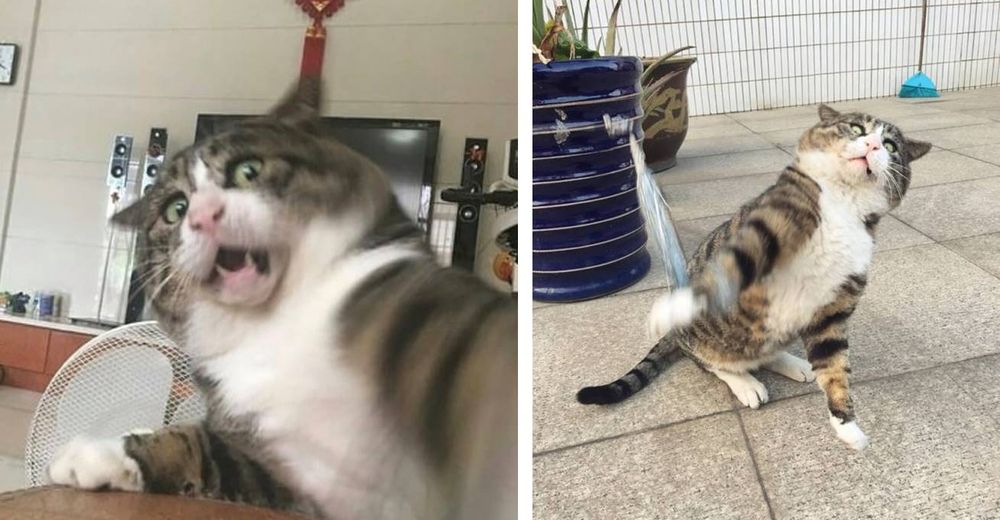 Un gato se vuelve viral por sus hilarantes y dramáticas reacciones que cautivan a toda la red