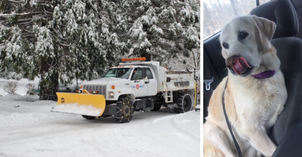 El dramático rescate de una perrita anciana que quedó atrapada bajo la fría nieve durante 5 días