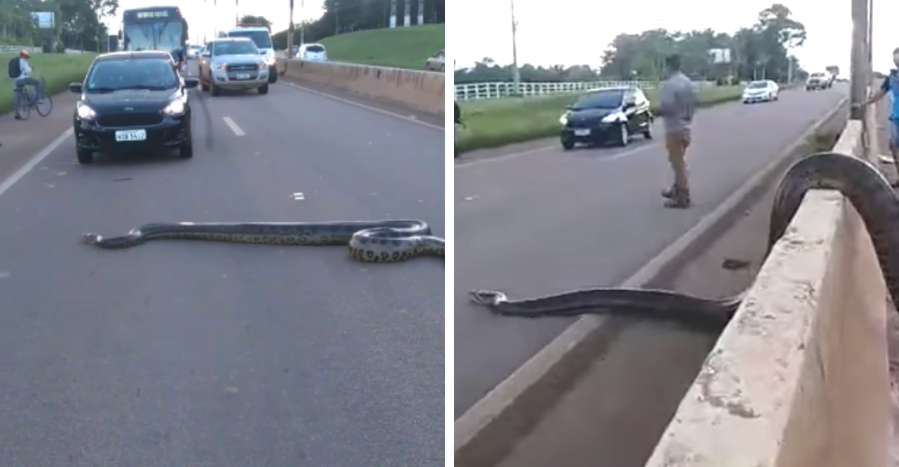 Una anaconda gigante intenta cruzar una carretera y las personas no dudan en ayudarla