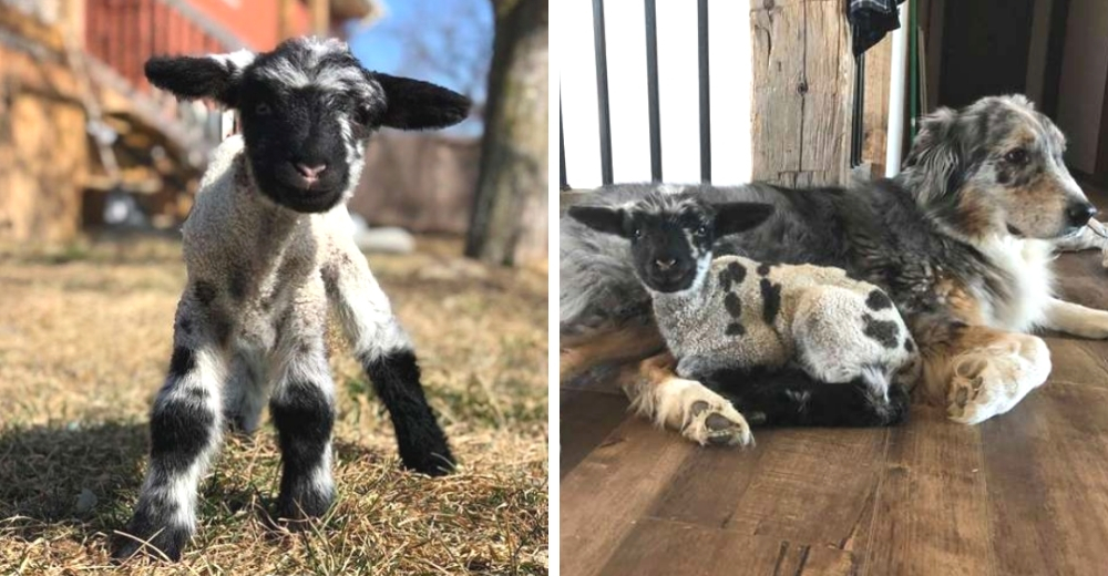 Una débil oveja bebé se salva de ser sacrificada y un perrito le enseña cómo jugar