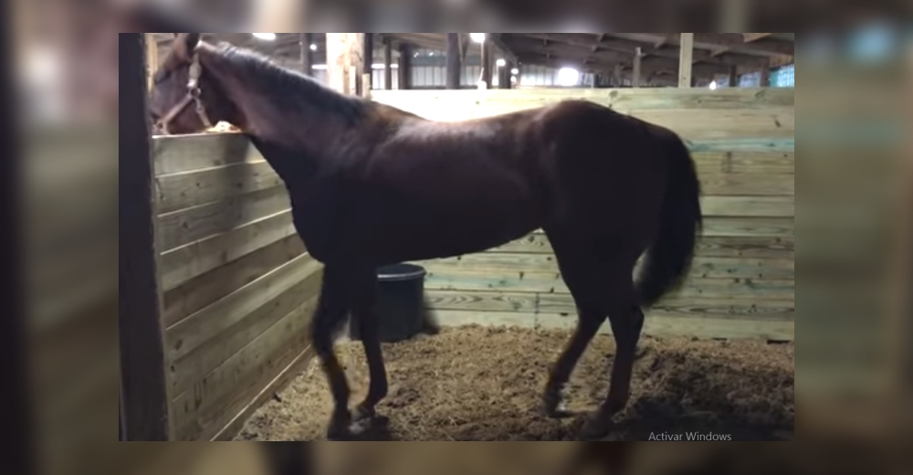 Un peculiar caballo causa furor en las redes bailando al ritmo de una ranchera mexicana