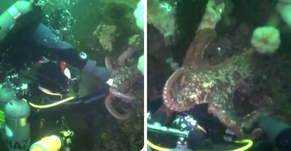 El momento en que un Pulpo Gigante succiona a una buceadora, pero no era lo que imaginaron