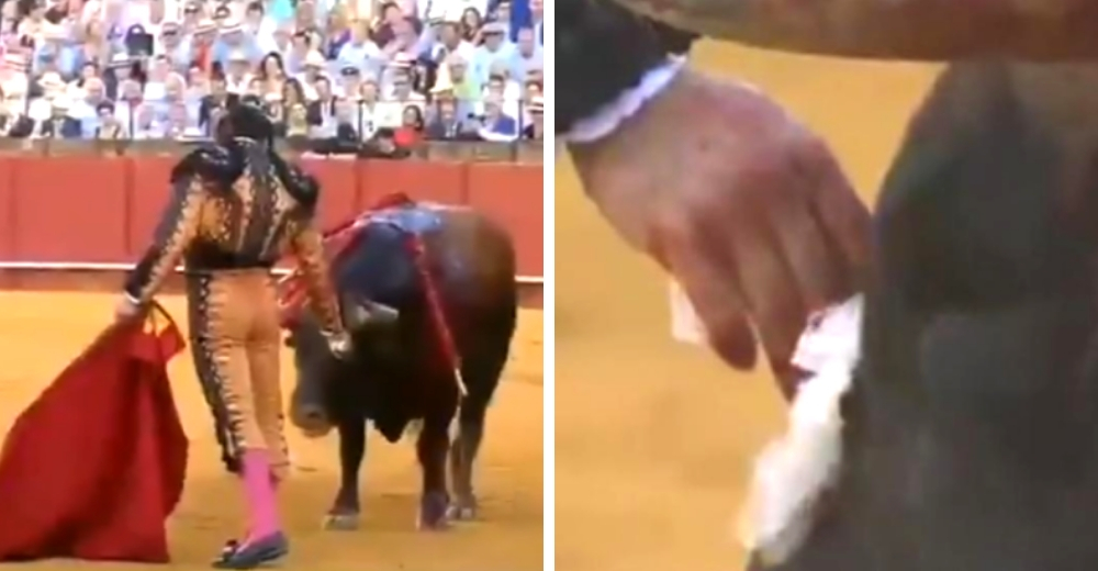 Torero causa polémica en las redes al secar las lágrimas a un toro antes de causarle la muerte