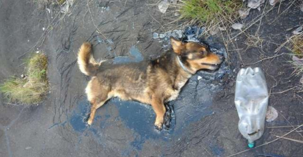 Un perrito que estaba pegado en alquitrán no dejó de ladrar hasta que consiguió que lo ayudaran