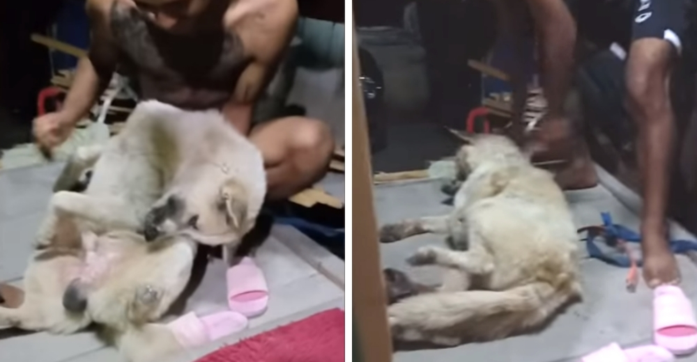 Un adorable perrito finge desmayarse para evitar que lo bañen, pero causa polémica en las redes