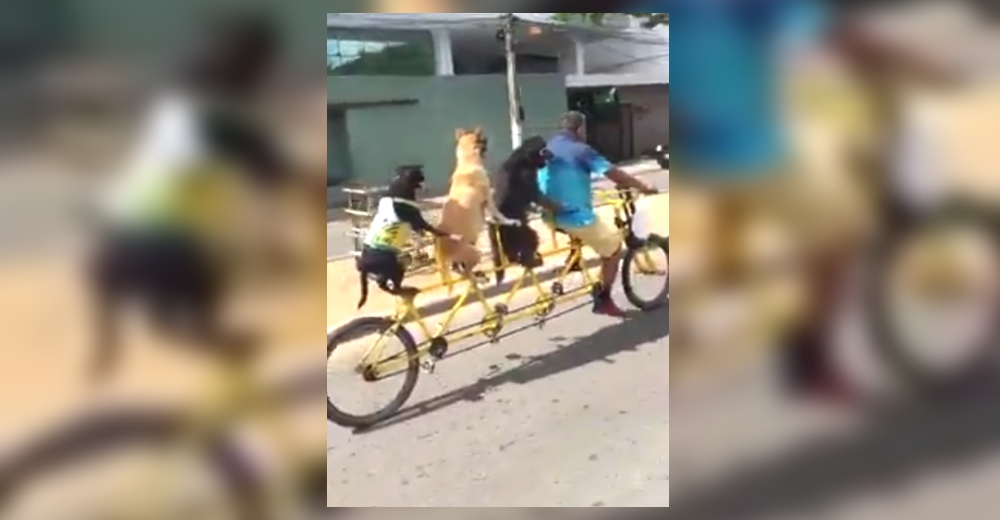 Tres perritos ciclistas superan a todos en una competencia y se roban las miradas