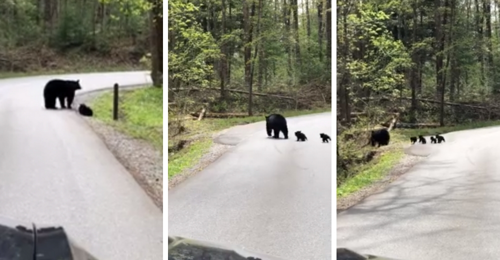 Una amorosa mamá oso detiene el tráfico para que sus cachorros crucen la calle de manera segura