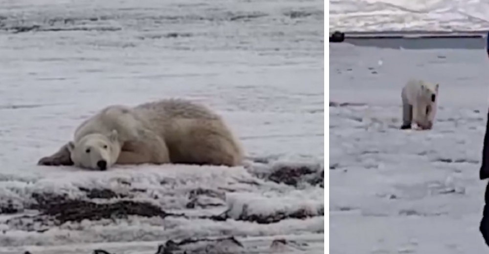 Un oso polar acaba perdido en el mar tras caminar kilómetros porque no encontró suficiente hielo