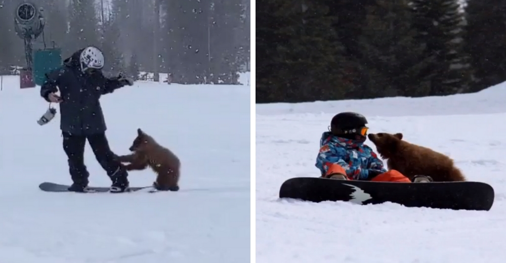 Un adorable cachorro de oso podría ser sacrificado por ser demasiado amigable con los humanos